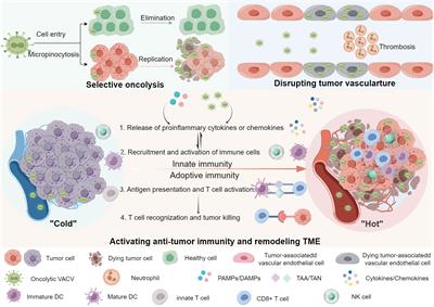 Oncolytic vaccinia virus and cancer immunotherapy